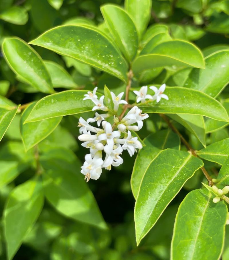 Privet