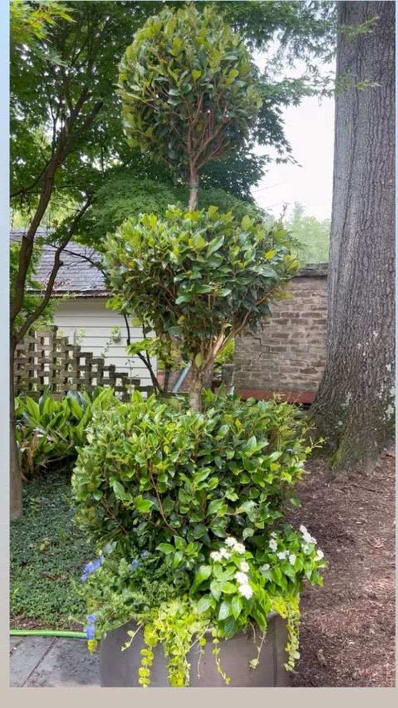 Privet (Ligustrum)