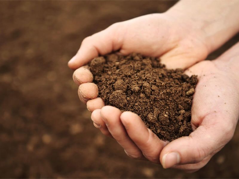 Promotes Soil Health