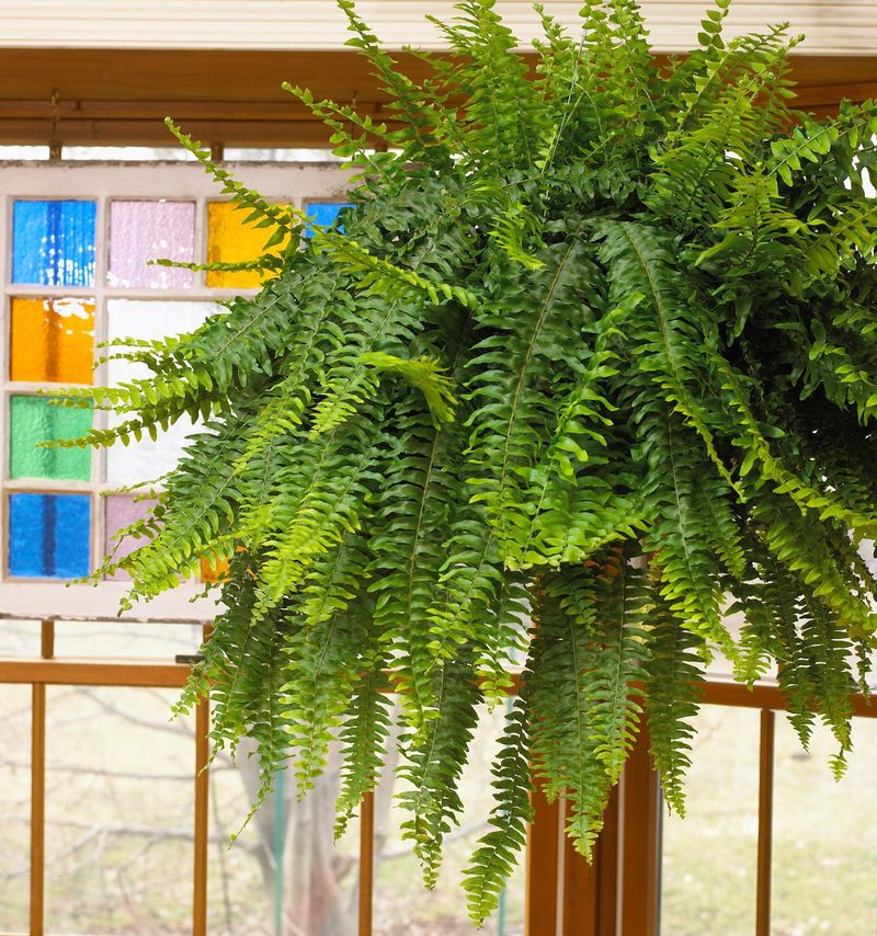 Promoting Fern Growth