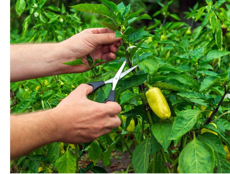 Proper Pruning