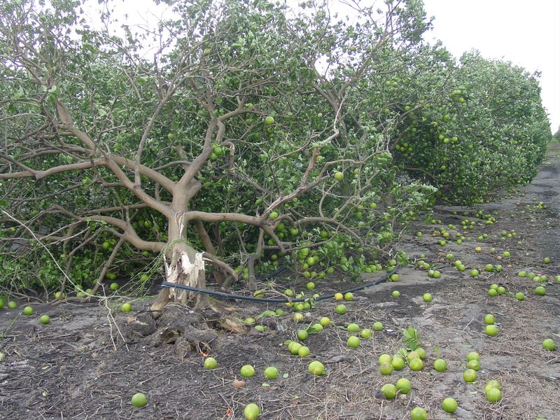 Protect Against Wind Damage with Windbreaks