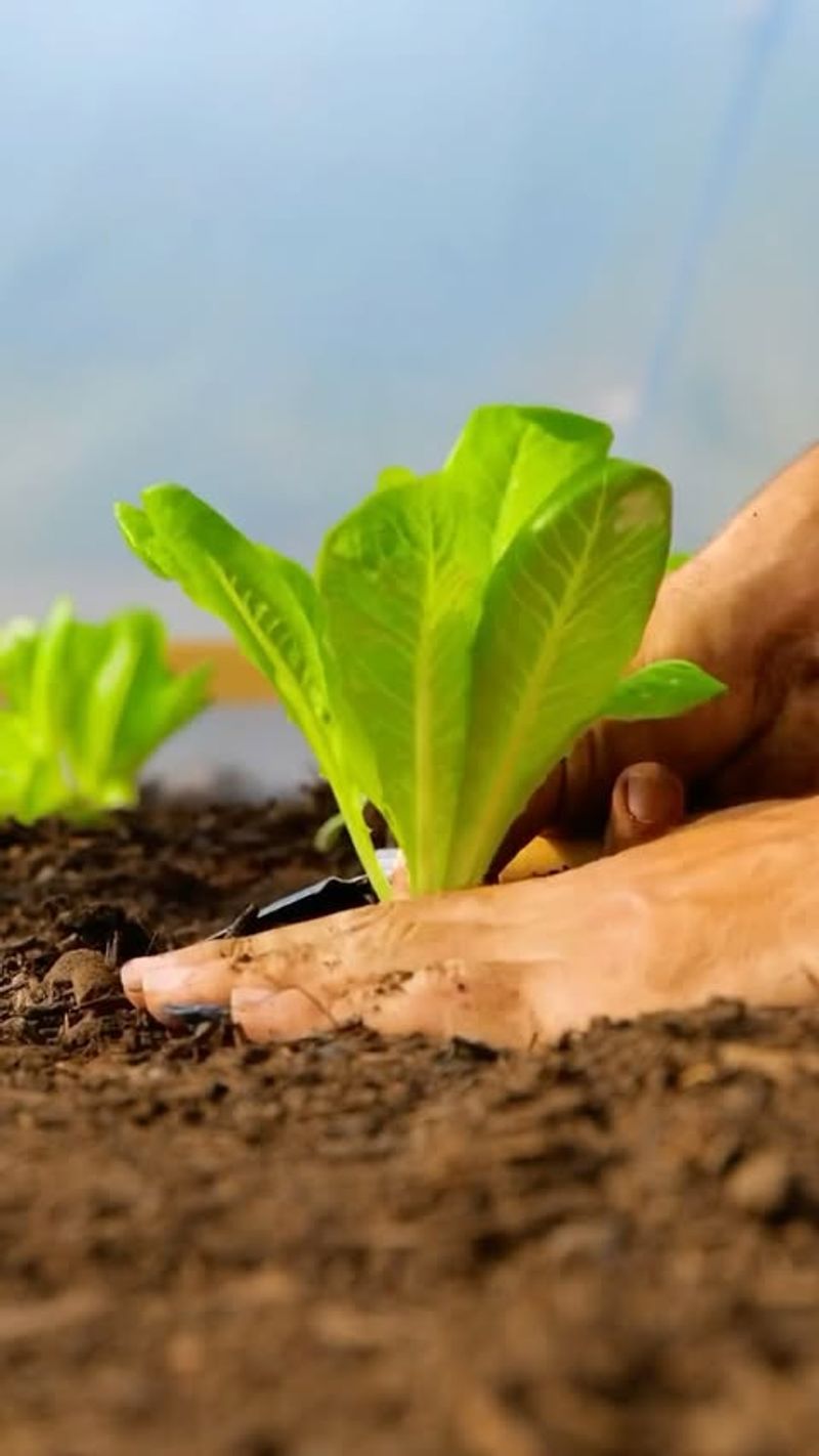 Protect Young Plants