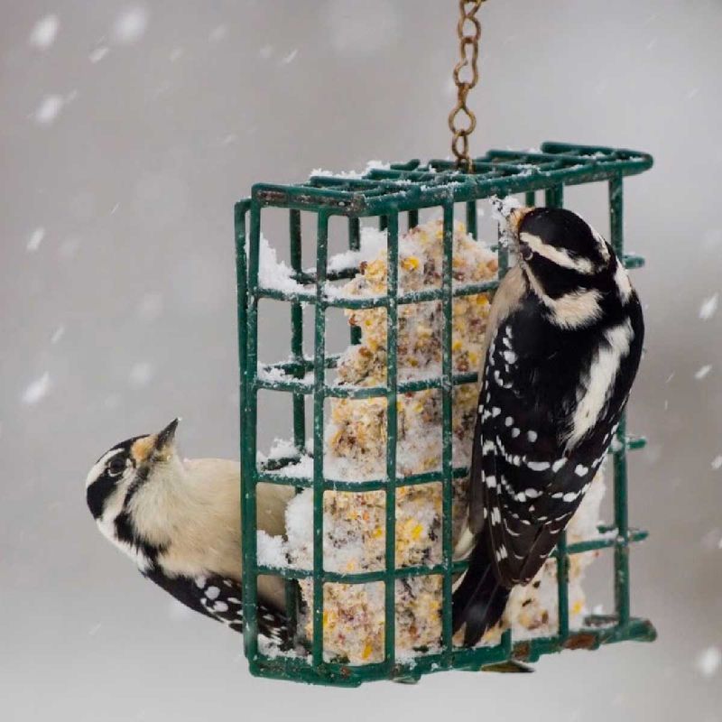 Provide Suet Feeders