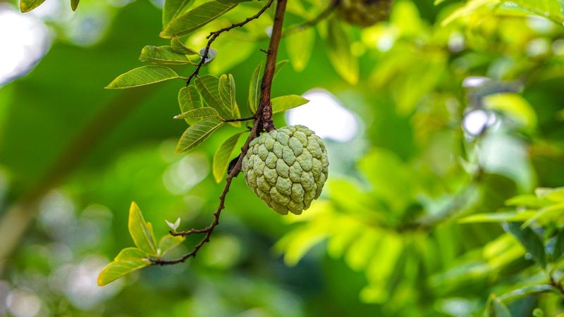 Prune After the Fruiting Season for Optimal Growth