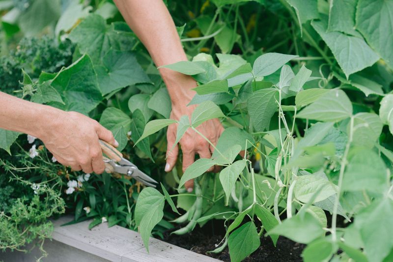 Prune and Trim as Necessary