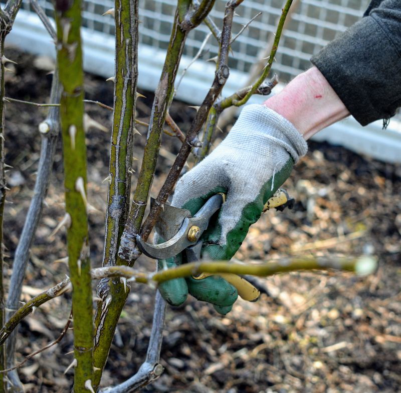 Prune dead or diseased branches