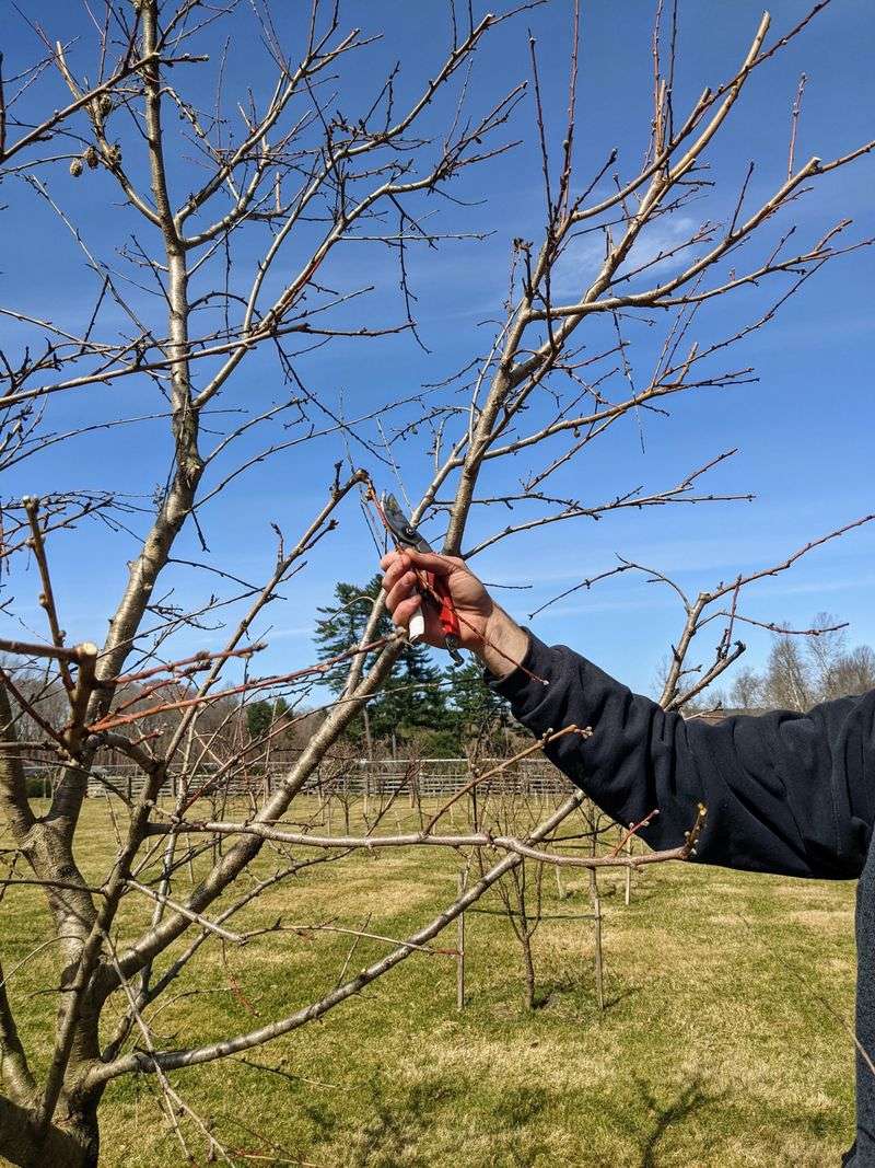 Prune regularly for healthy growth