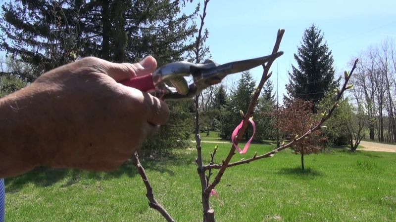 Prune the Tree to Encourage Healthy Growth