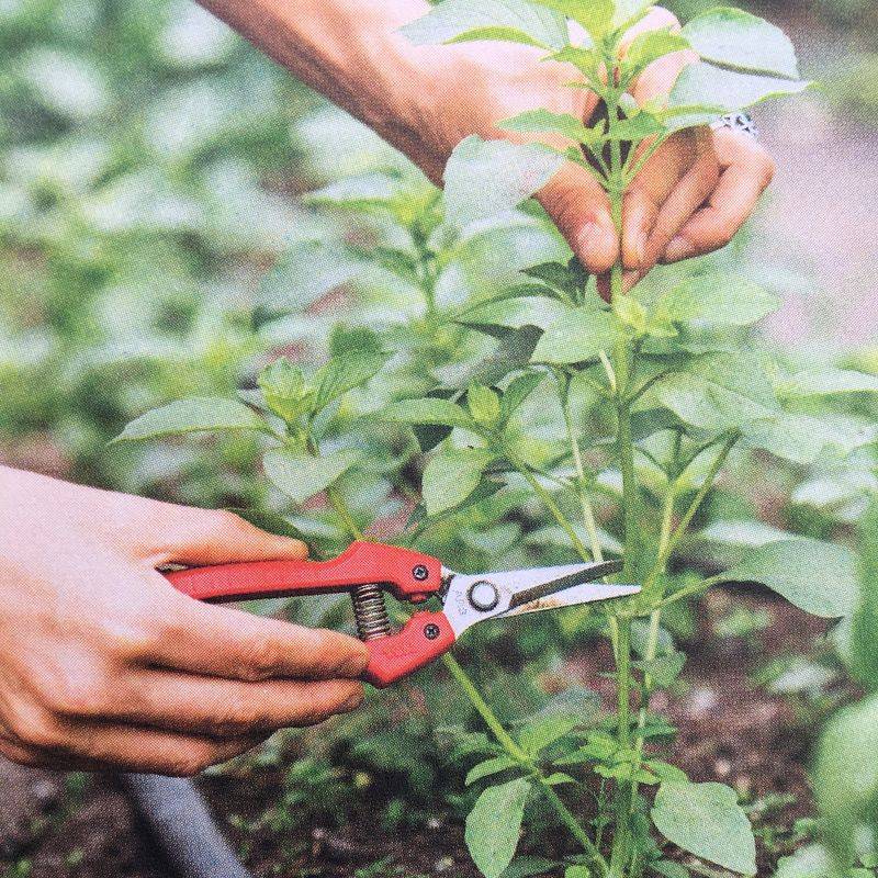 Pruning Techniques