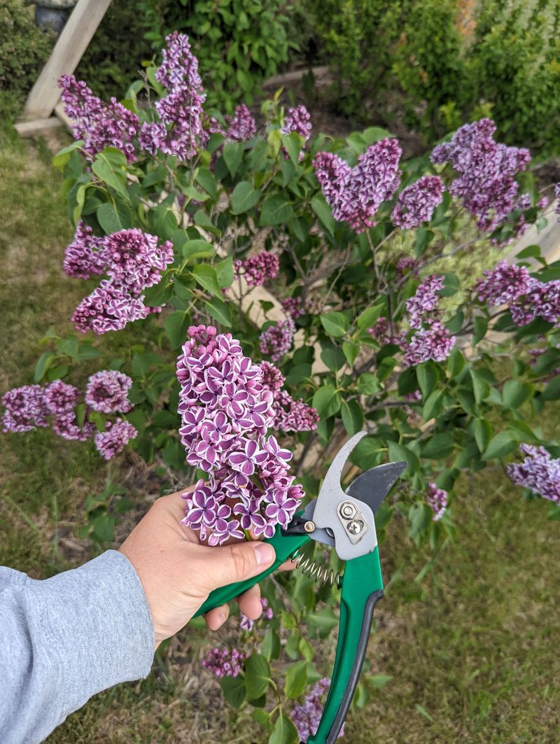 Pruning Timing