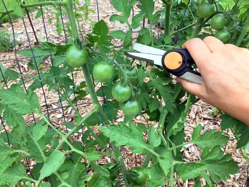 Pruning for Healthier Plants