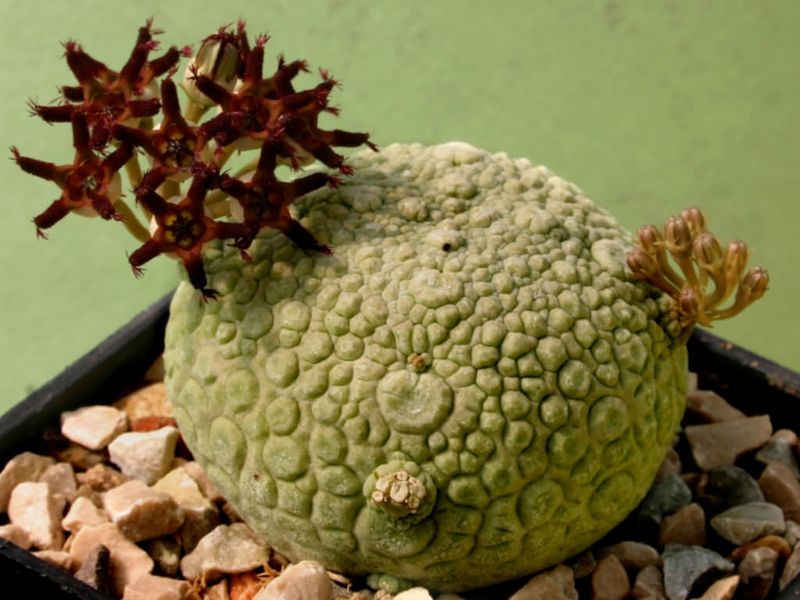 Pseudolithos Migiurtinus