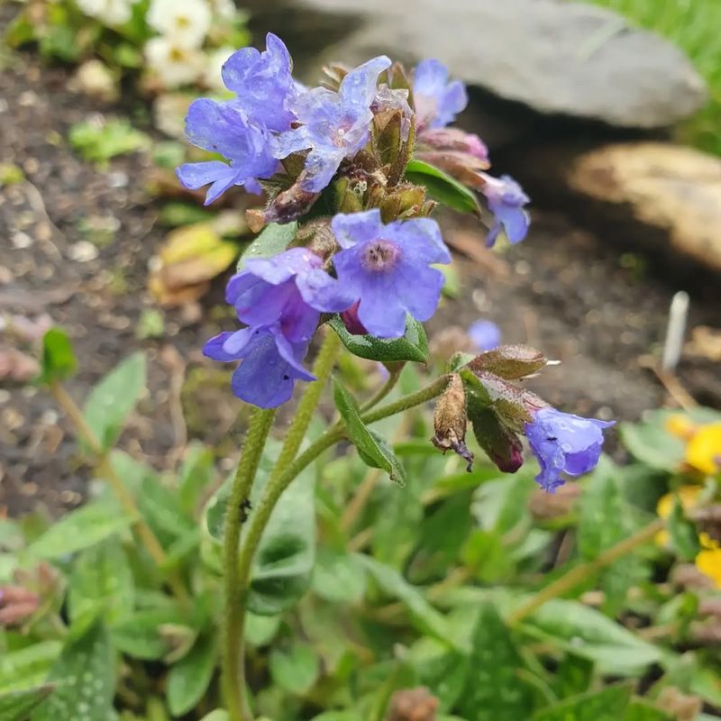 Pulmonaria