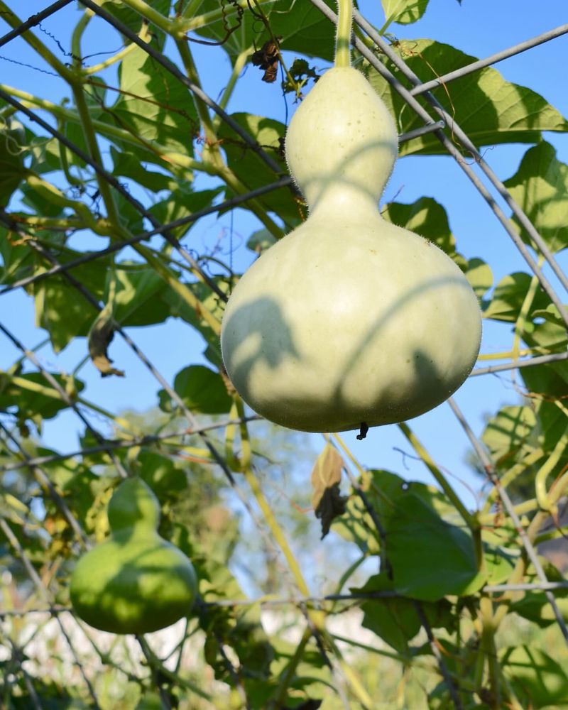 Pumpkin Gourds