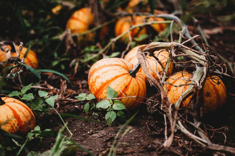 Pumpkin and Corn Pair