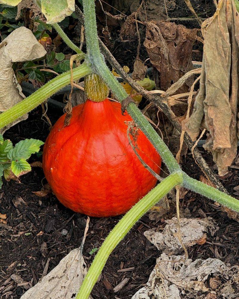 Pumpkins