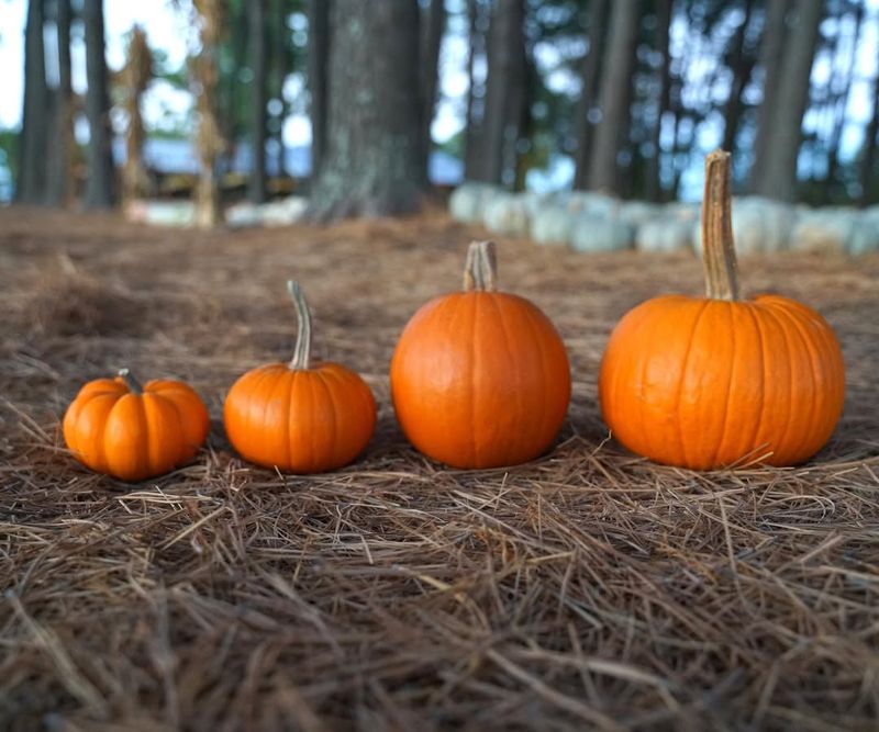 Pumpkins