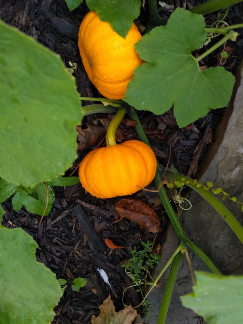 Pumpkins