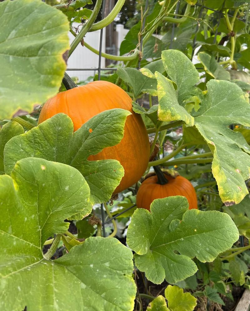 Pumpkins & Squash