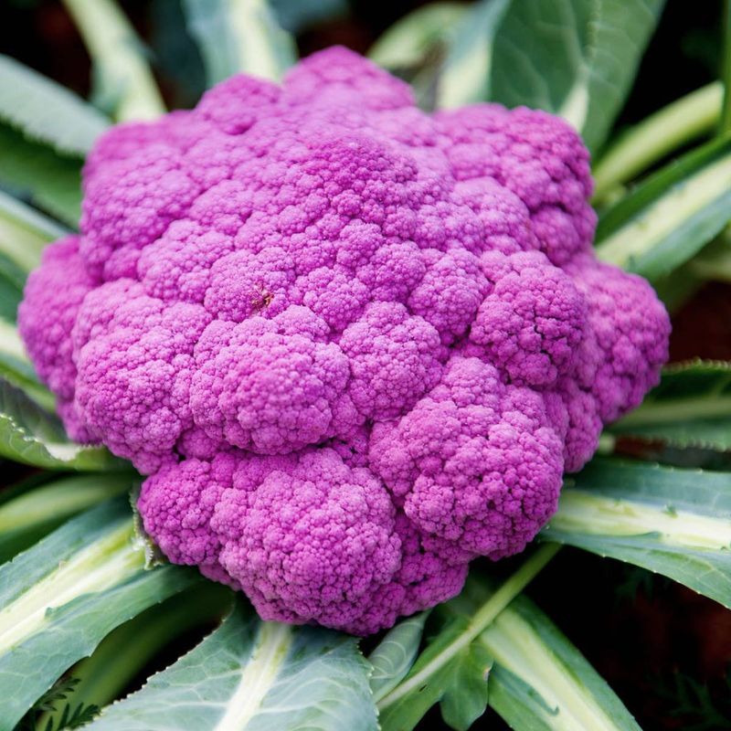 Purple Cauliflower