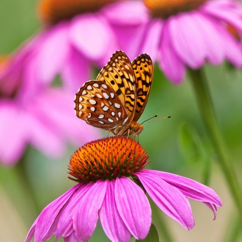 Purple Coneflower