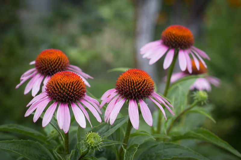 Purple Coneflower