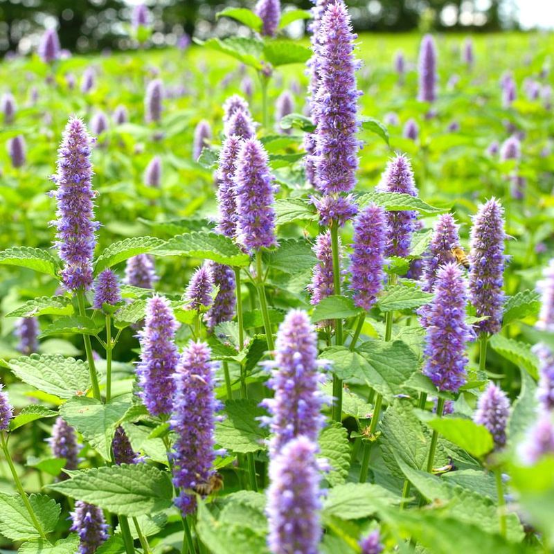 Purple Giant Hyssop