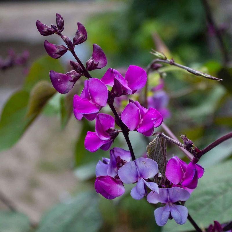 Purple Hyacinth Bean