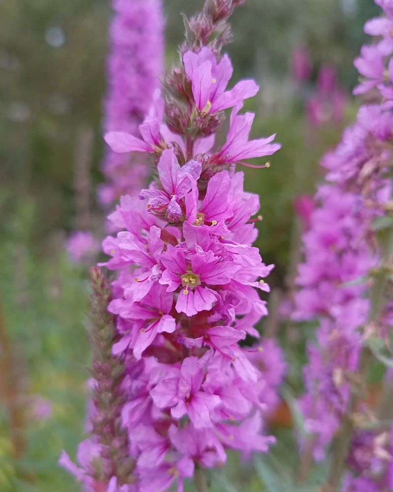 Purple Loosestrife