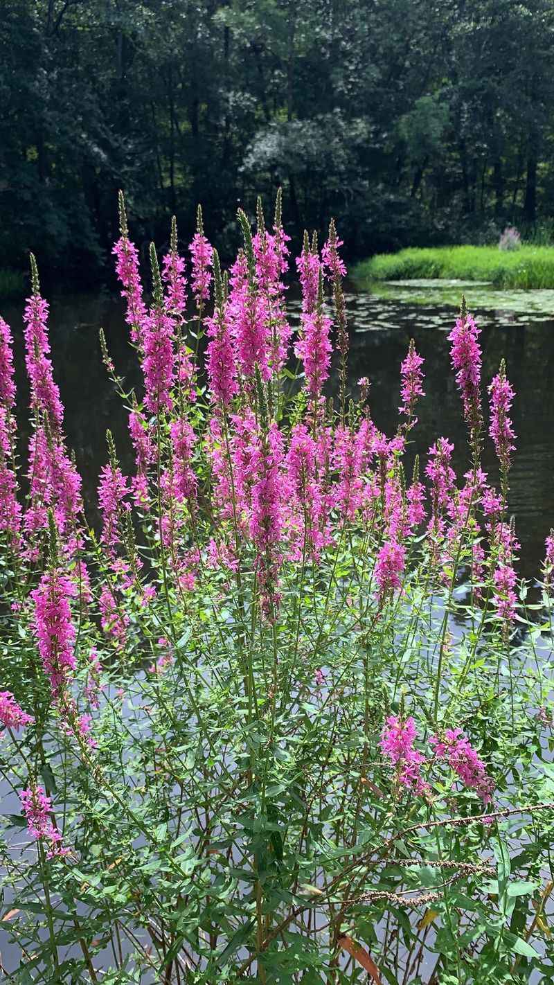 Purple Loosestrife