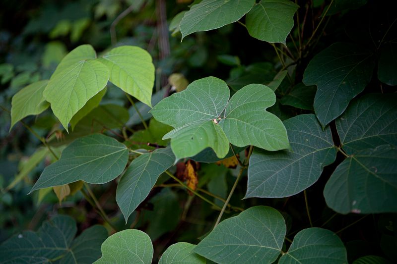 Kudzu