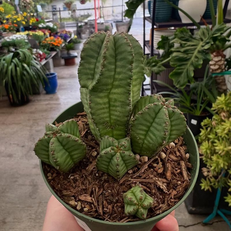 Purple Passion Plant