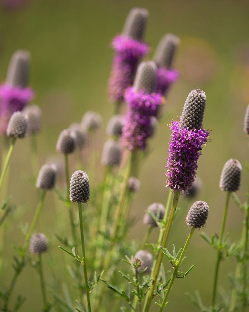 Purple Prairie Clover