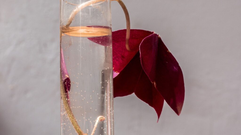 Purple Shamrock water propagation