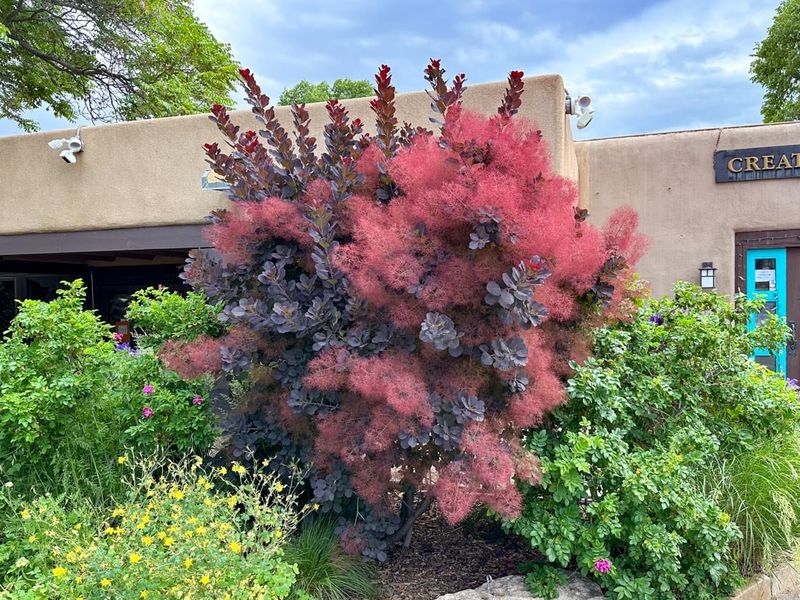 Purple Smoke Tree