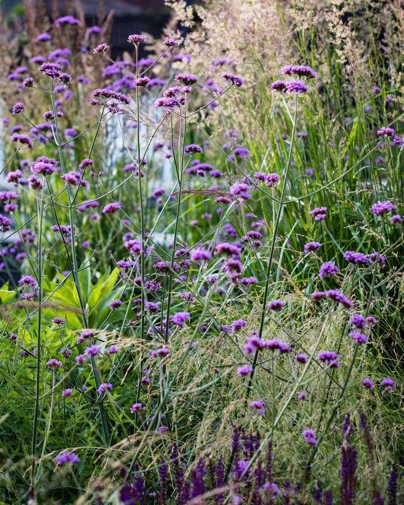 Purple Verbena