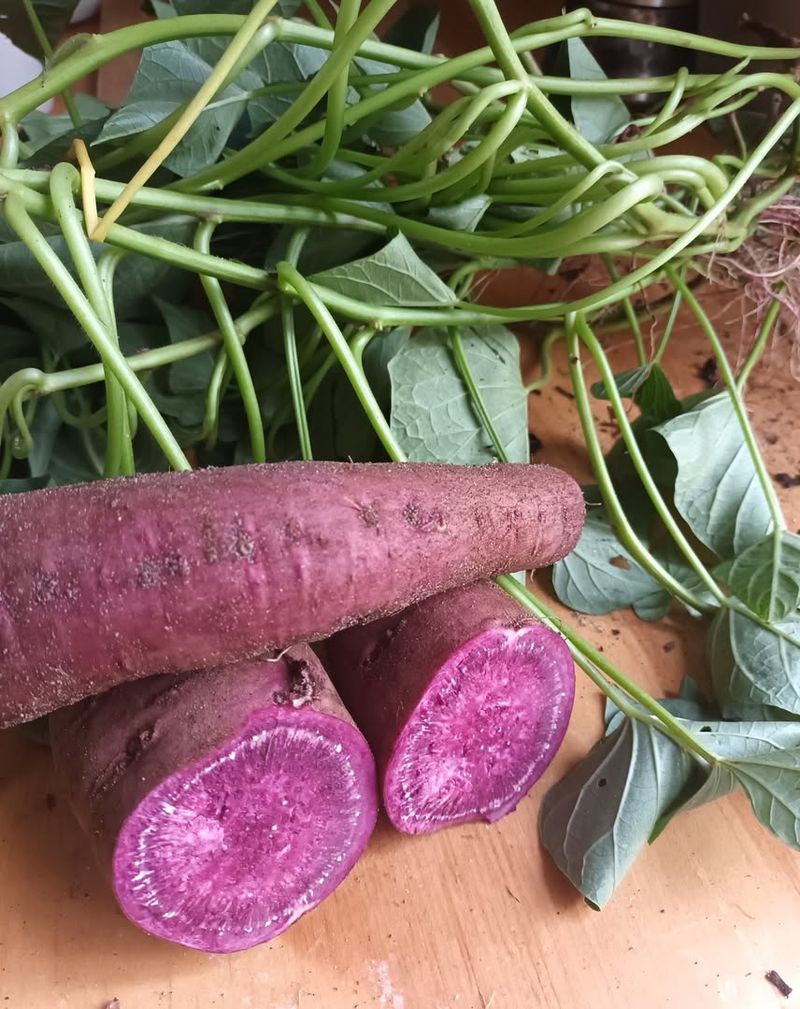 Purple Yam