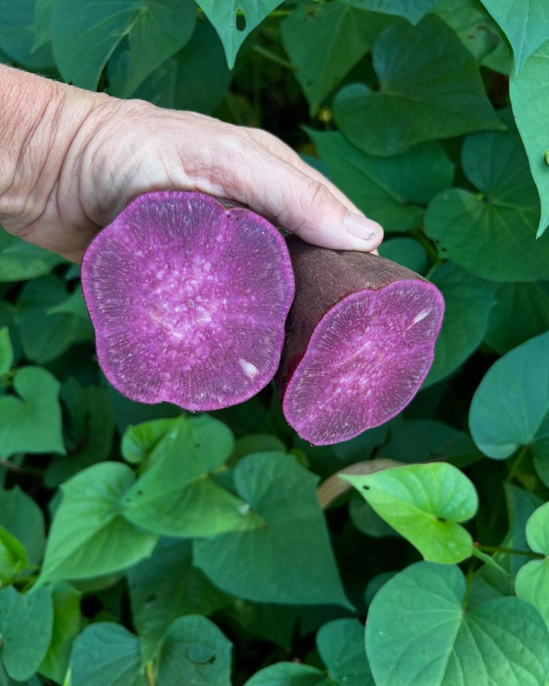 Purple Yam