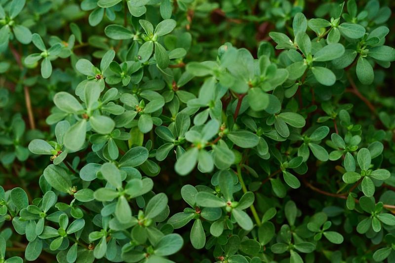 Purslane