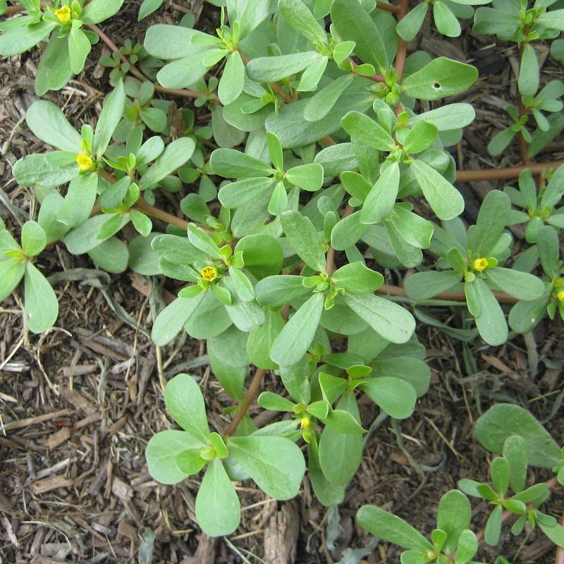 Purslane (Portulaca oleracea)