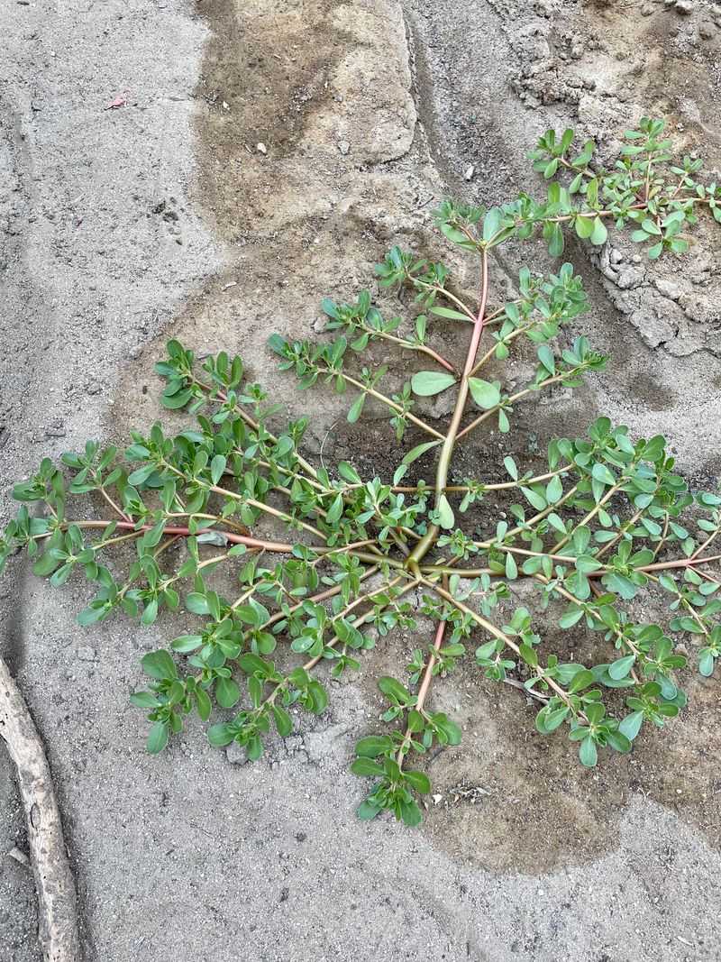 Purslane