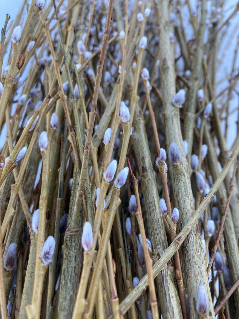 Pussy Willow