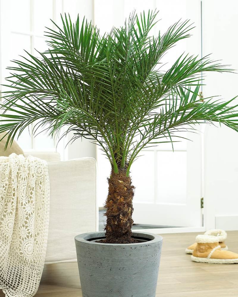 Pygmy Date Palm