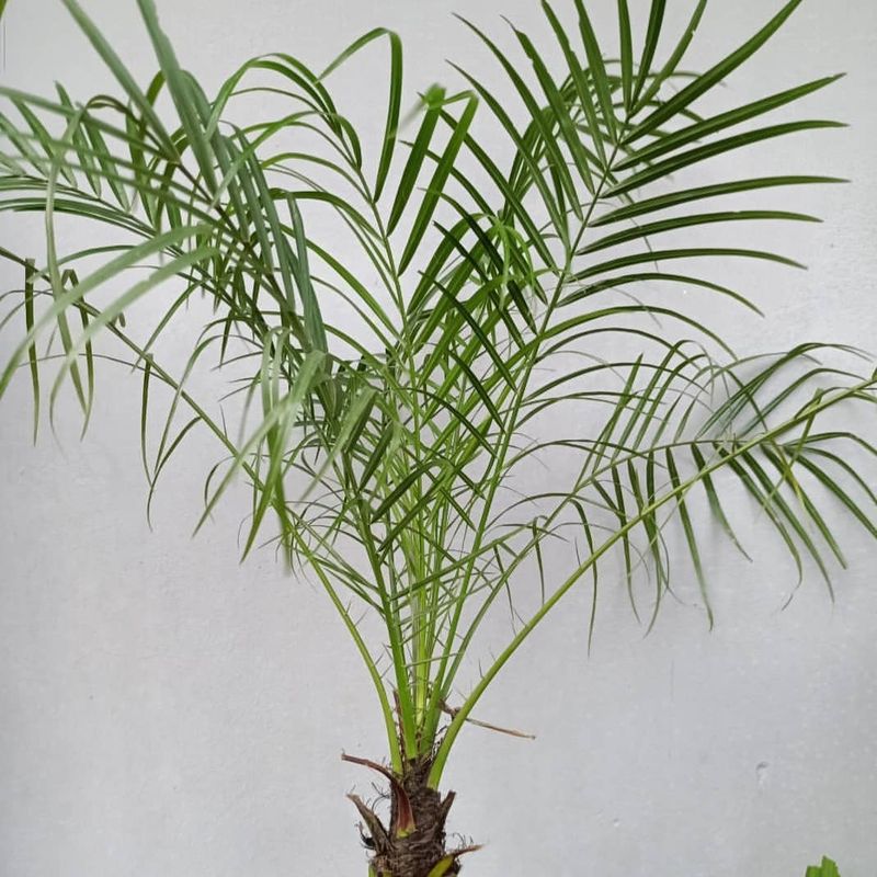 Pygmy Date Palm