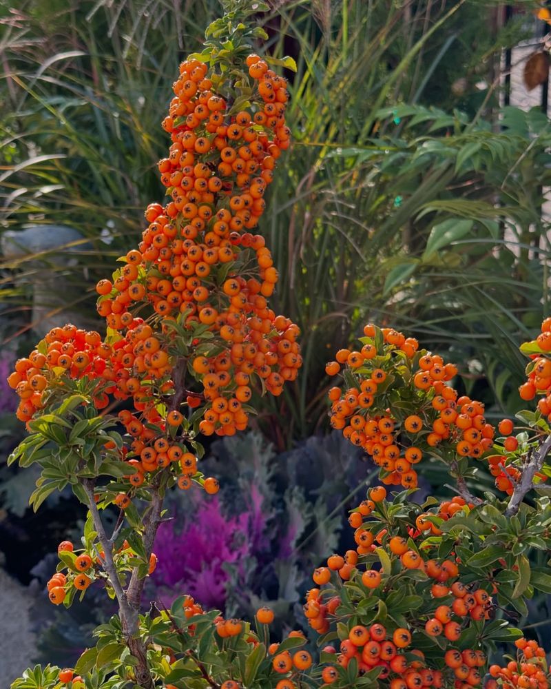 Pyracantha