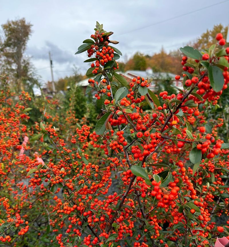 Pyracantha