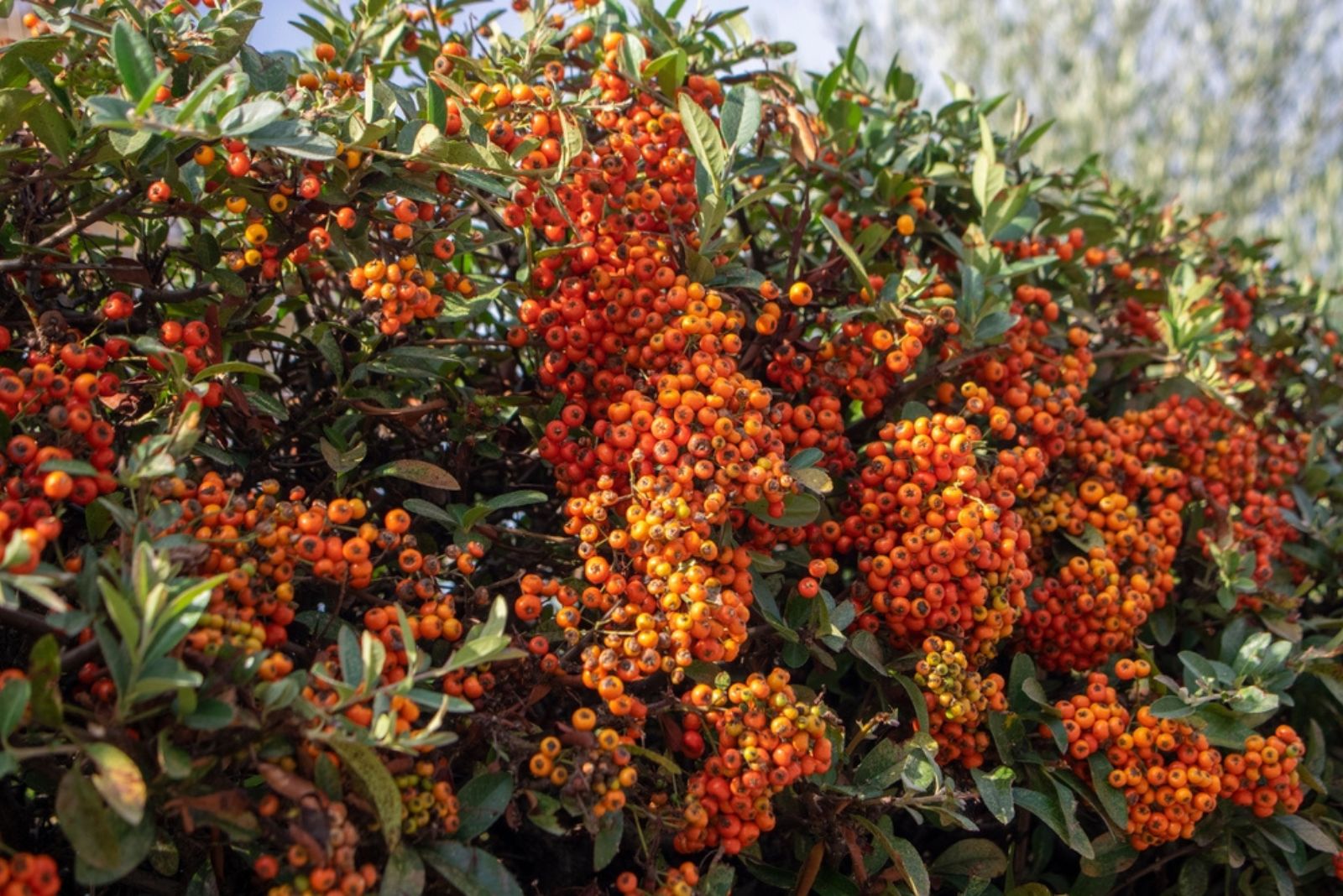 Pyracantha