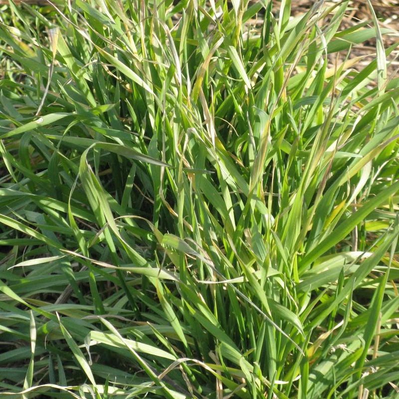 Quackgrass