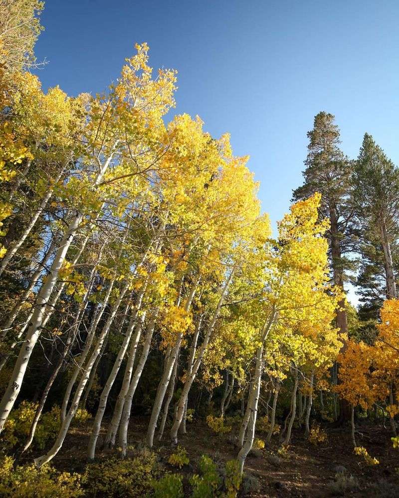 Quaking Aspen